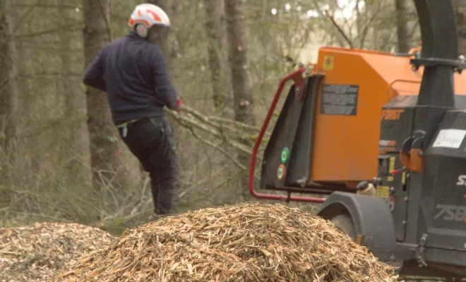 Entretien d'une Cédraie à Gencay, Châtellerault, Arborea