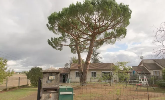 Taille sanitaire d'un pin parasol, Châtellerault, Arborea