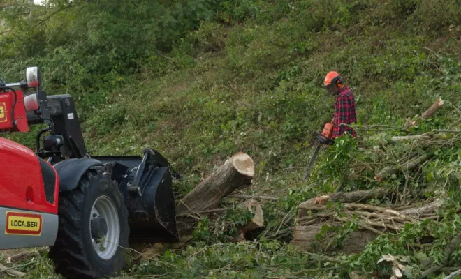 Abattage en bord de route, Châtellerault, Arborea