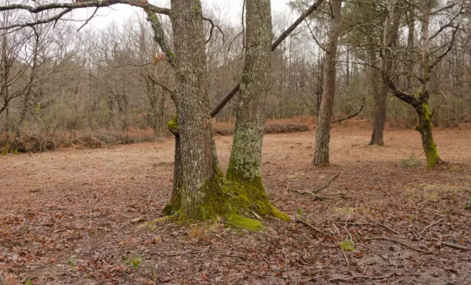 Restauration de vieilles landes mésophiles, Châtellerault, Arborea