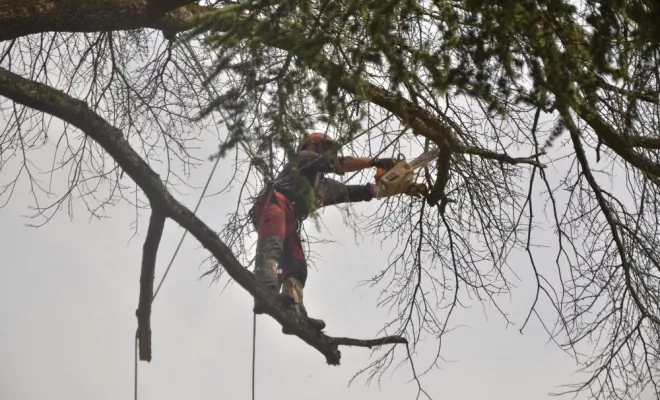 Diverses photos d'élagage et d'abattage, Châtellerault, Arborea