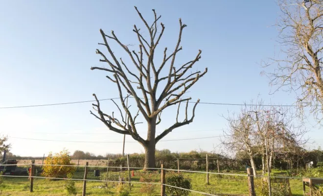 Elagage d'arbres à Chatellerault, Châtellerault, Arborea