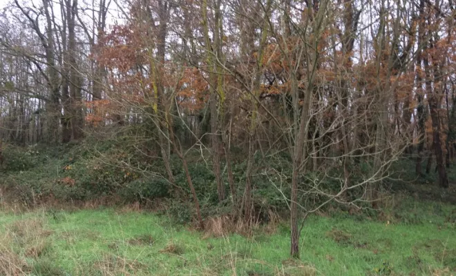 Défrichage et abattage d'arbres sur une parcelle communale, Châtellerault, Arborea