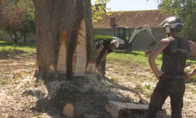 Abattage par démontage d'un Marronnier à Valdivienne, Châtellerault, Arborea