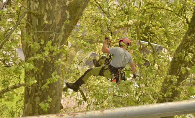 Elagage à Preuilly sur Claise, Châtellerault, Arborea