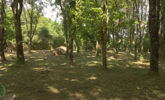 Remise en état de parcelle à Vernon, Châtellerault, Arborea
