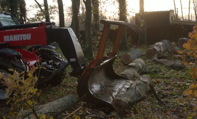 Ehoupage / Abattage de grands chênes, Châtellerault, Arborea