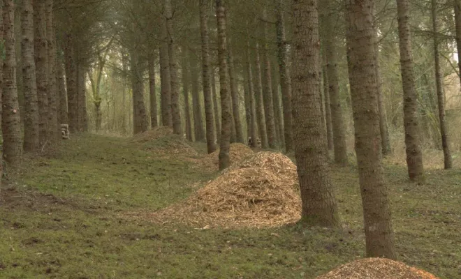Entretien d'une Cédraie à Gencay, Châtellerault, Arborea
