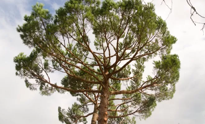 Taille sanitaire d'un pin parasol, Châtellerault, Arborea