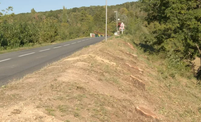 Abattage en bord de route, Châtellerault, Arborea