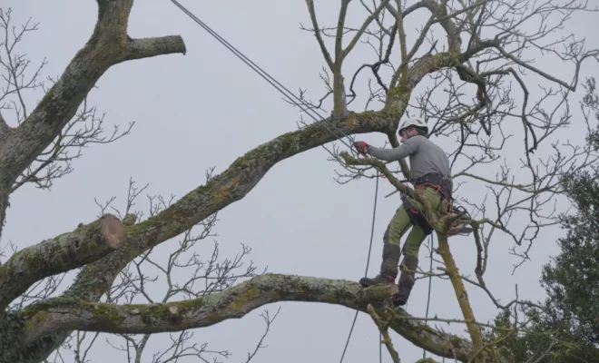Elagage d'arbres à Chatellerault, Châtellerault, Arborea