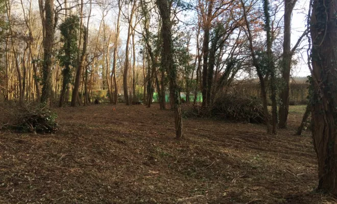 Défrichage et abattage d'arbres sur une parcelle communale, Châtellerault, Arborea