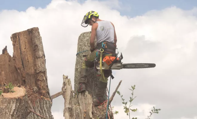 Elagage d'un vieux chêne aux abords de Poitiers, Châtellerault, Arborea