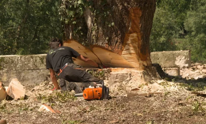 Abattage par démontage d'un Marronnier à Valdivienne, Châtellerault, Arborea