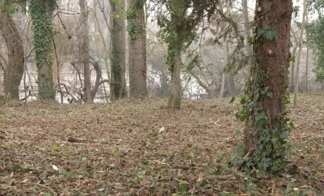 Remise en état d'un terrain en bord de Vienne, Châtellerault, Arborea