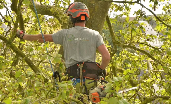 Elagage à Preuilly sur Claise, Châtellerault, Arborea