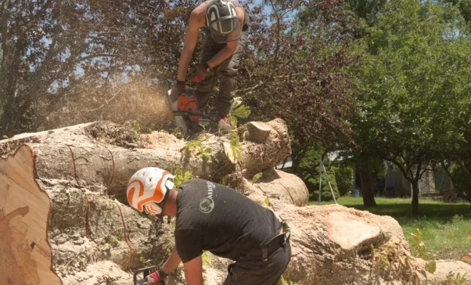Abattage par démontage d'un Marronnier à Valdivienne, Châtellerault, Arborea