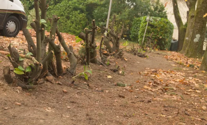 Rognage de souche, Châtellerault, Arborea