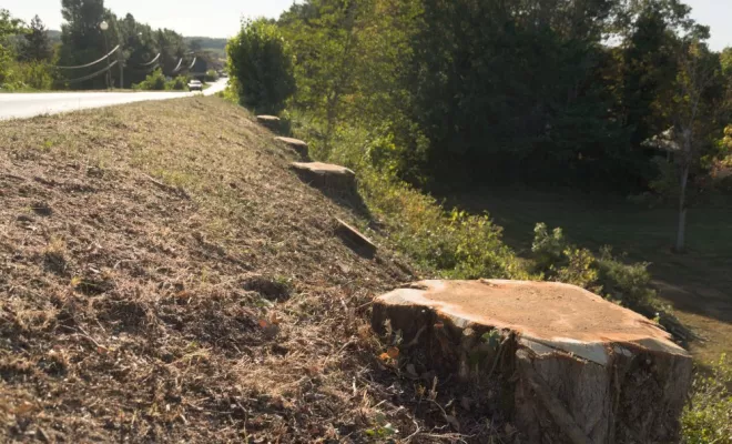 Abattage en bord de route, Châtellerault, Arborea