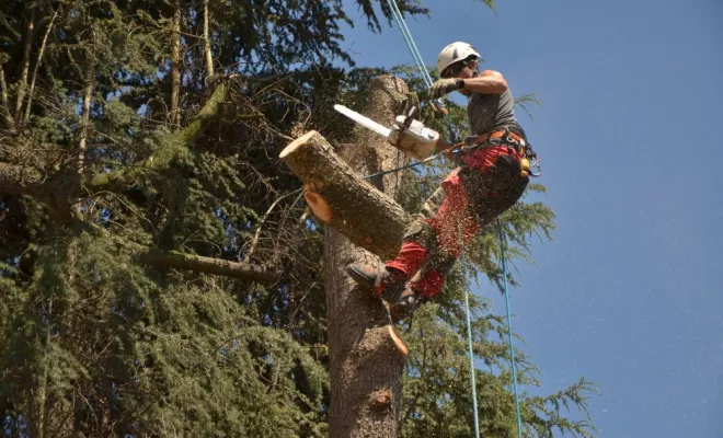 Diverses photos d'élagage et d'abattage, Châtellerault, Arborea
