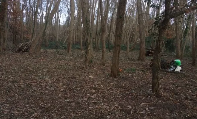 Défrichage et abattage d'arbres sur une parcelle communale, Châtellerault, Arborea