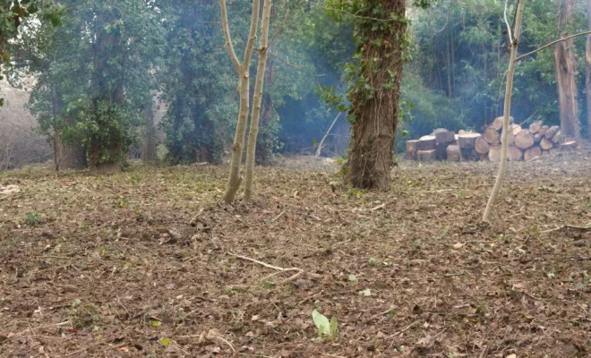 Remise en état d'un terrain en bord de Vienne, Châtellerault, Arborea