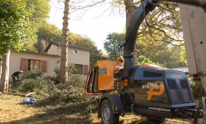 Démontage d'un Abies pinsapo, Châtellerault, Arborea