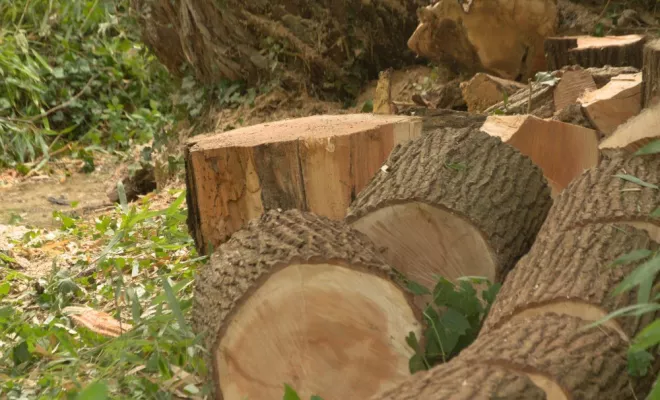 Abattage d'arbre à risque, Châtellerault, Arborea