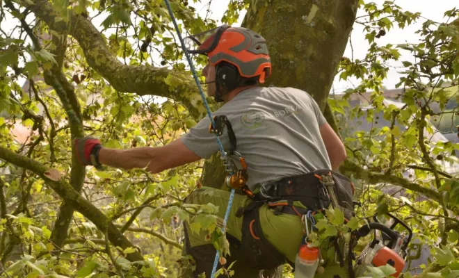 Elagage à Preuilly sur Claise, Châtellerault, Arborea