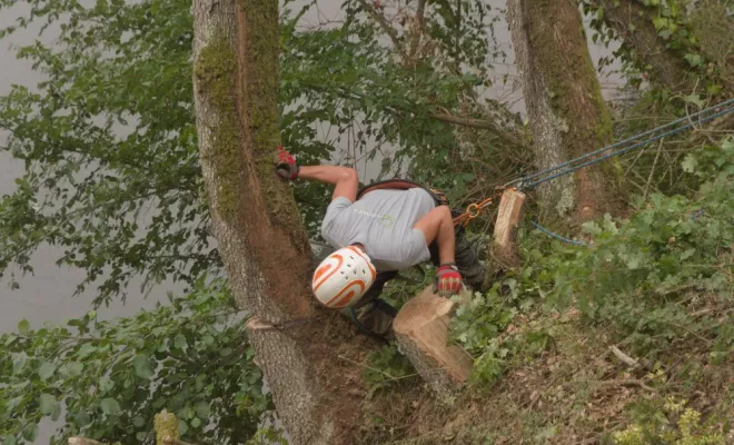 Travaux sur la D749, Châtellerault, Arborea