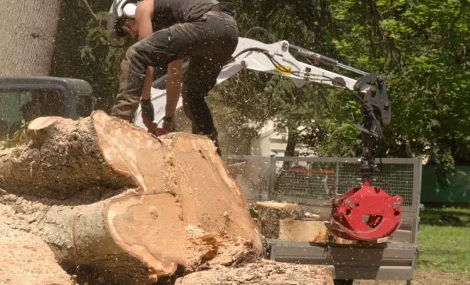 Abattage par démontage d'un Marronnier à Valdivienne, Châtellerault, Arborea