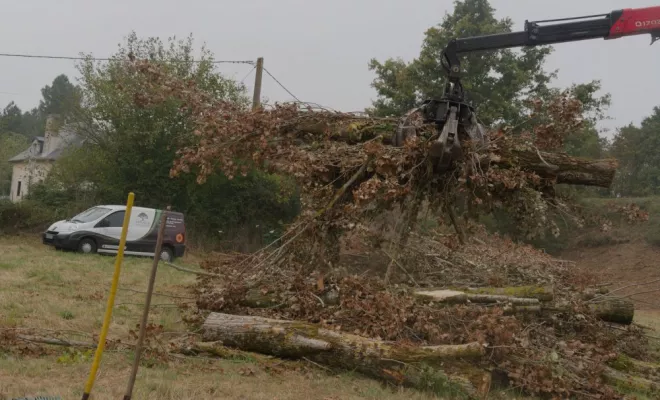 Abattage en bord de route, Châtellerault, Arborea