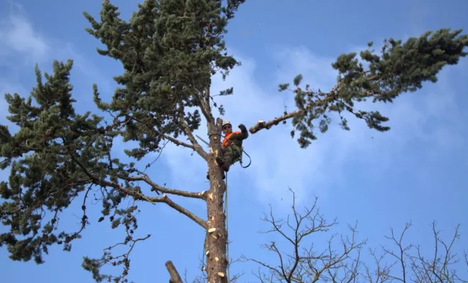 Diverses photos d'élagage et d'abattage, Châtellerault, Arborea