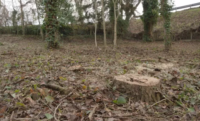 Remise en état d'un terrain en bord de Vienne, Châtellerault, Arborea