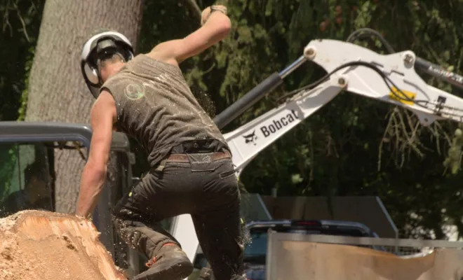 Abattage par démontage d'un Marronnier à Valdivienne, Châtellerault, Arborea
