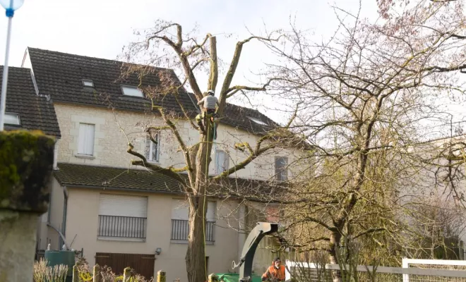 Diverses photos d'élagage et d'abattage, Châtellerault, Arborea