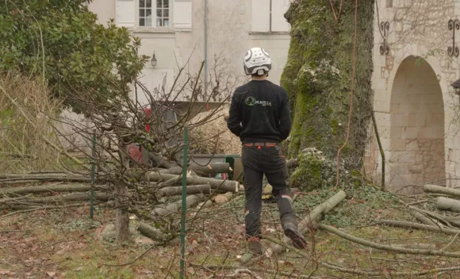 Elagage d'un tilleul à Montamisé, Châtellerault, Arborea