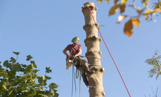 Démontage d'un Abies pinsapo, Châtellerault, Arborea