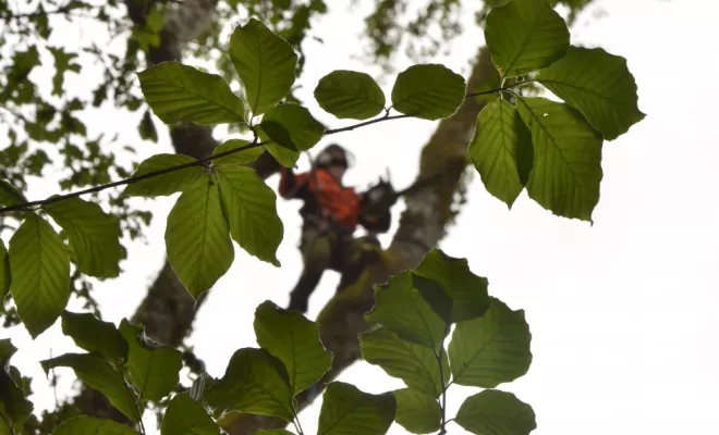 Démontage d'un gros hêtre, Châtellerault, Arborea