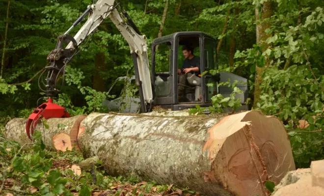 Démontage d'un gros hêtre, Châtellerault, Arborea