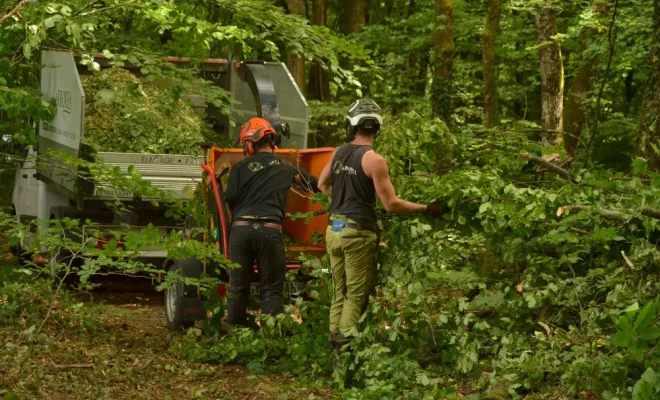 Démontage d'un gros hêtre, Châtellerault, Arborea