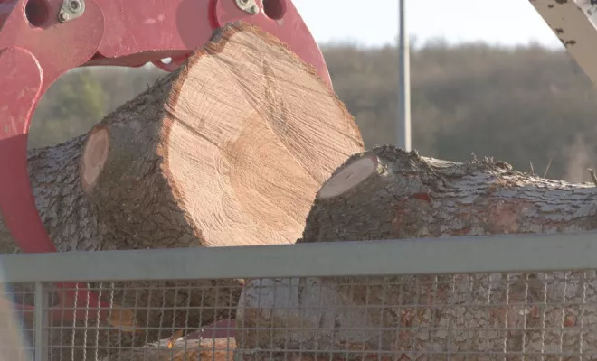 Abattage par démontage de deux cèdres, Châtellerault, Arborea