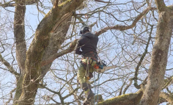 Réduction globale d'un grand chêne, Châtellerault, Arborea