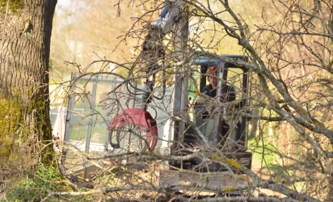 Réduction globale d'un grand chêne, Châtellerault, Arborea