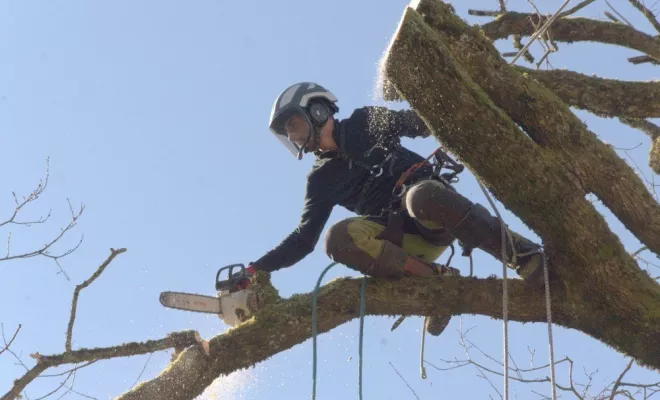 Réduction globale d'un grand chêne, Châtellerault, Arborea