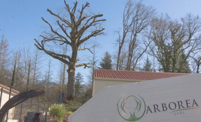 Réduction globale d'un grand chêne, Châtellerault, Arborea