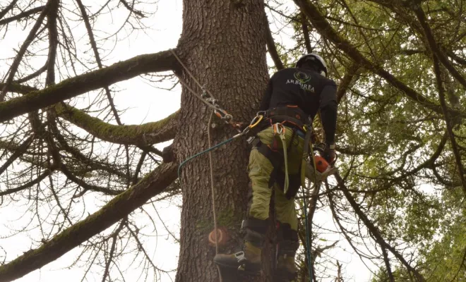 Démontage d'un grand cèdre mort, Châtellerault, Arborea