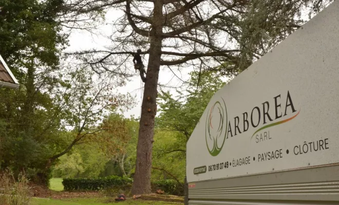 Démontage d'un grand cèdre mort, Châtellerault, Arborea